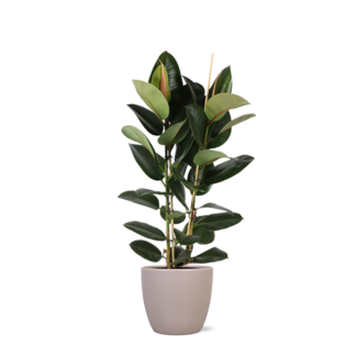 Ficus Elastica Robusta Ø24cm - ↕110cm in Boule TAUPE pot