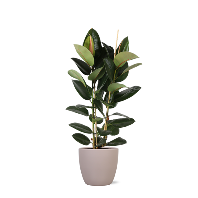 Ficus Elastica Robusta Ø24cm - ↕110cm in Boule TAUPE pot