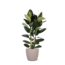 Ficus Elastica Robusta Ø24cm - ↕110cm in Boule TAUPE pot