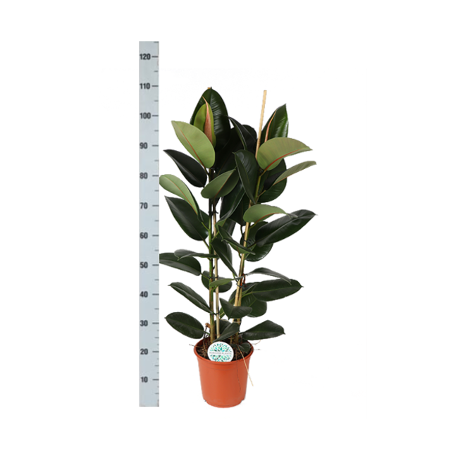 Ficus Elastica Robusta Ø24cm - ↕110cm in Boule TAUPE pot
