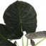 Alocasia Regal Shield Ø24cm - ↕110cm in Boule TAUPE pot