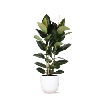 Ficus Elastica Robusta Ø24cm - ↕110cm in Boule WIT pot