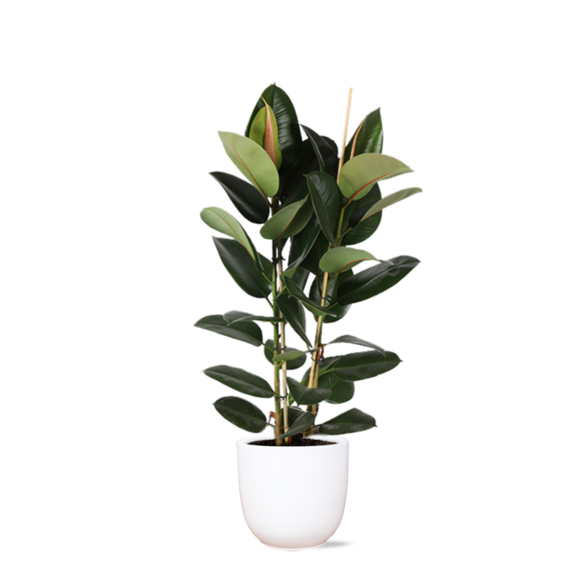 Ficus Elastica Robusta Ø24cm - ↕110cm in Boule WIT pot