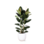 Ficus Elastica Robusta Ø24cm - ↕110cm in Boule WIT pot