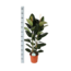 Ficus Elastica Robusta Ø24cm - ↕110cm in Boule WIT pot