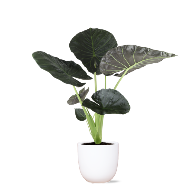 Alocasia Regal Shield Ø24cm - ↕110cm in Boule WIT pot