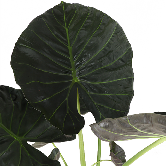 Alocasia Regal Shield Ø24cm - ↕110cm in Boule WIT pot