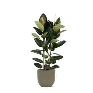 Ficus Elastica Robusta Ø24cm - ↕110cm in Boule OLIJF pot