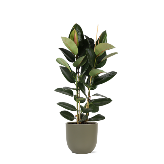 Ficus Elastica Robusta Ø24cm - ↕110cm in Boule OLIJF pot