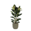Ficus Elastica Robusta Ø24cm - ↕110cm in Boule OLIJF pot