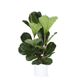 Ficus Lyrata - Ø24cm - ↕120cm in Era WIT pot