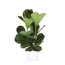 Ficus Lyrata - Ø24cm - ↕120cm in Era WIT pot