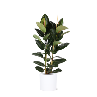 Ficus Elastica Robusta Ø24cm - ↕110cm in Era WIT pot