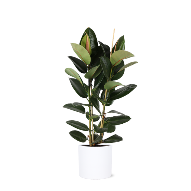 Ficus Elastica Robusta Ø24cm - ↕110cm in Era WIT pot