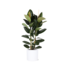 Ficus Elastica Robusta Ø24cm - ↕110cm in Era WIT pot