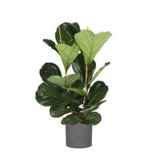 Ficus Lyrata - Ø24cm - ↕120cm in ERA antraciet pot