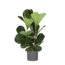 Ficus Lyrata - Ø24cm - ↕120cm in ERA antraciet pot