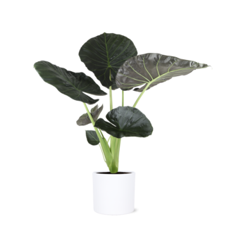 Alocasia Regal Shield Ø24cm - ↕110cm in Era WIT pot