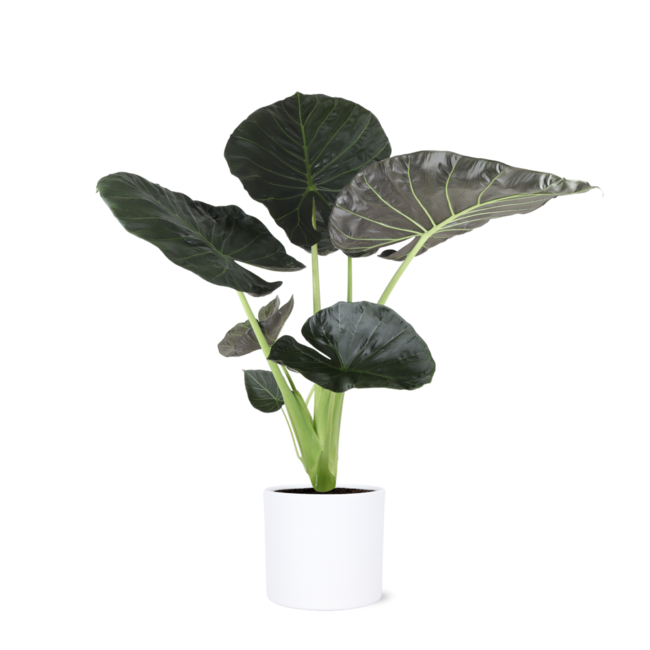 Alocasia Regal Shield Ø24cm - ↕110cm in Era WIT pot