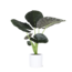 Alocasia Regal Shield Ø24cm - ↕110cm in Era WIT pot