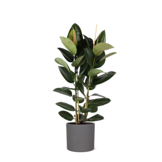 Ficus Elastica Robusta Ø24cm - ↕110cm in Era ANTRACIET pot