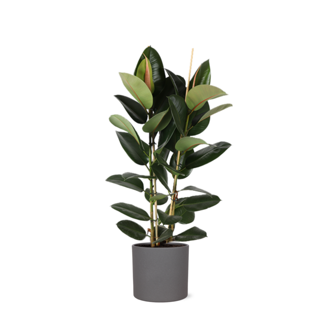 Ficus Elastica Robusta Ø24cm - ↕110cm in Era ANTRACIET pot