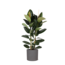 Ficus Elastica Robusta Ø24cm - ↕110cm in Era ANTRACIET pot