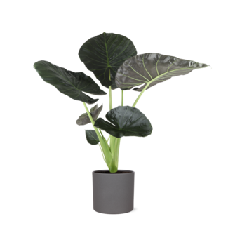 Alocasia Regal Shield Ø24cm - ↕110cm in Era ANTRACIET pot