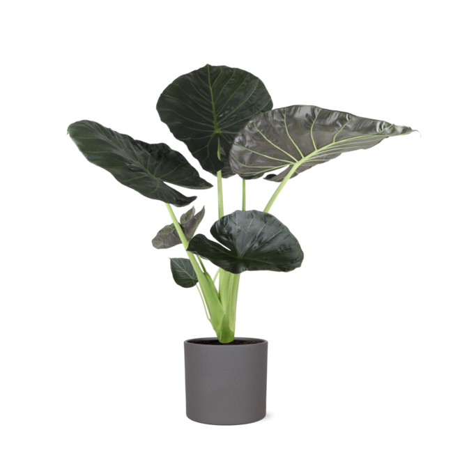 Alocasia Regal Shield Ø24cm - ↕110cm in Era ANTRACIET pot
