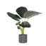 Alocasia Regal Shield Ø24cm - ↕110cm in Era ANTRACIET pot