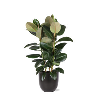Ficus Elastica Robusta Ø27cm - ↕115cm in Boule ANTRACIET pot