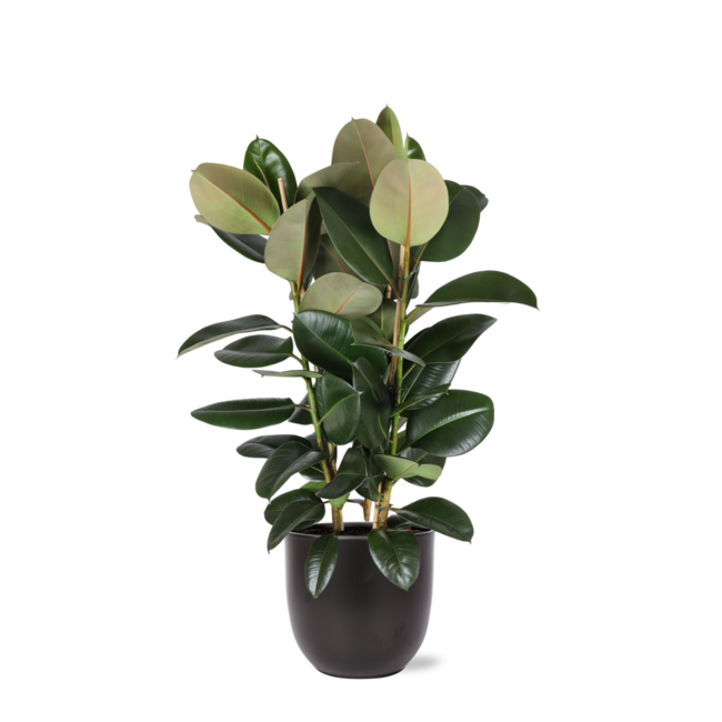 qFicus Elastica Robusta Ø27cm - ↕115cm in Boule ANTRACIET pot