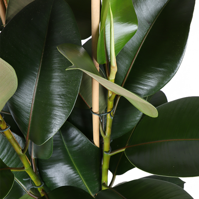 qFicus Elastica Robusta Ø27cm - ↕115cm in Boule ANTRACIET pot