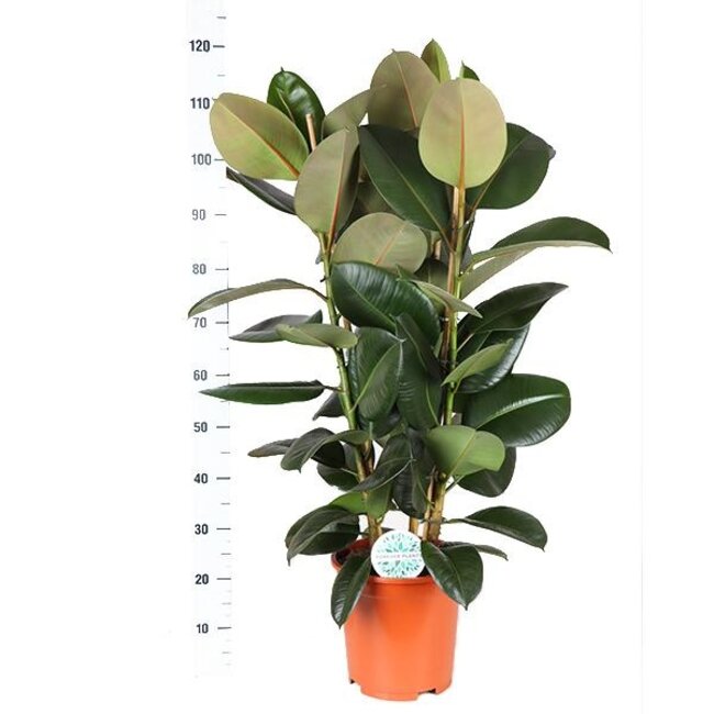qFicus Elastica Robusta Ø27cm - ↕115cm in Boule ANTRACIET pot