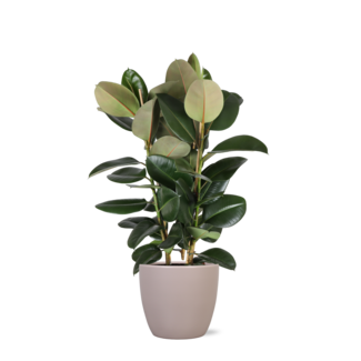 Ficus Elastica Robusta Ø27cm - ↕115cm in Boule TAUPE pot