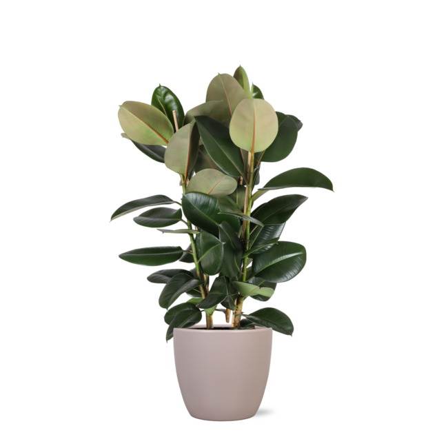 Ficus Elastica Robusta Ø27cm - ↕115cm in Boule TAUPE pot