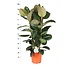 Ficus Elastica Robusta Ø27cm - ↕115cm in Boule TAUPE pot
