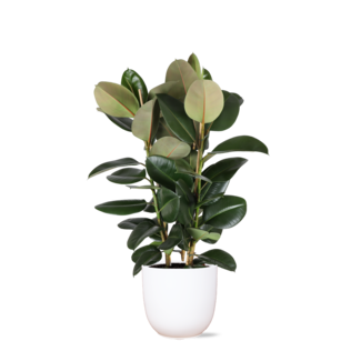 Ficus Elastica Robusta Ø27cm - ↕115cm in Boule WIT pot