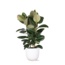 Ficus Elastica Robusta Ø27cm - ↕115cm in Boule WIT pot