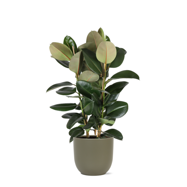 Ficus Elastica Robusta Ø27cm - ↕115cm in Boule OLIJF pot
