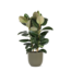 Ficus Elastica Robusta Ø27cm - ↕115cm in Boule OLIJF pot