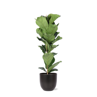 Ficus Lyrata - Ø21cm - ↕90cm in BOULE antraciet pot