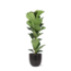 Ficus Lyrata - Ø21cm - ↕90cm in BOULE antraciet pot