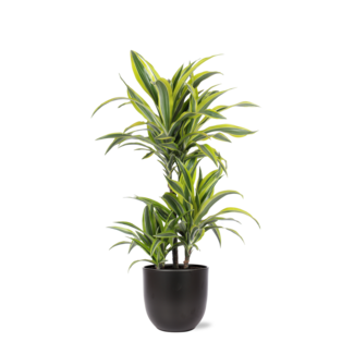 Dracaena Lemon Lime Ø21cm - ↕65cm in Boule ANTRACIET pot