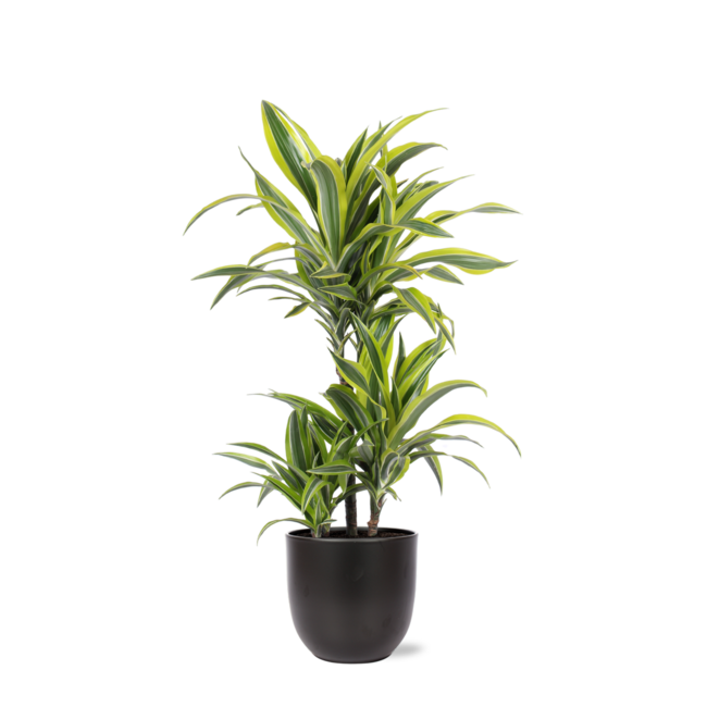 Dracaena Lemon Lime Ø21cm - ↕65cm in Boule ANTRACIET pot