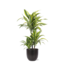 Dracaena Lemon Lime Ø21cm - ↕65cm in Boule ANTRACIET pot