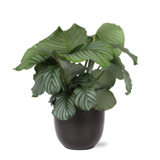 Calathea Orbifolia Ø21cm - ↕70cm in BOULE antraciet pot