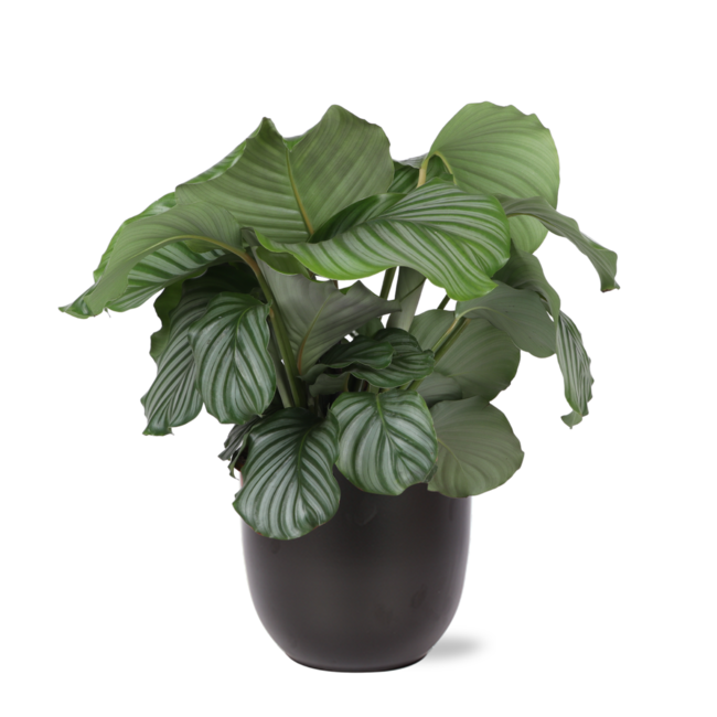 Calathea Orbifolia Ø21cm - ↕70cm in BOULE antraciet pot