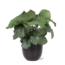 Calathea Orbifolia Ø21cm - ↕70cm in BOULE antraciet pot