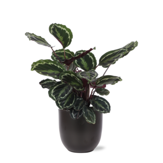 Calathea Medaillon Ø21cm - ↕70cm in Boule ANTRACIET